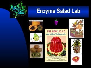 Enzyme Salad Lab

 