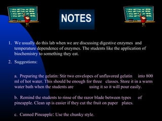 NOTES
1. We usually do this lab when we are discussing digestive enzymes and
temperature dependence of enzymes. The students like the application of
biochemistry to something they eat.
2. Suggestions:
a. Preparing the gelatin: Stir two envelopes of unflavored gelatin into 800
ml of hot water. This should be enough for three classes. Store it in a warm
water bath when the students are
using it so it will pour easily.
b. Remind the students to rinse of the razor blade between types
pineapple. Clean up is easier if they cut the fruit on paper plates.
c. Canned Pineapple: Use the chunky style.

of

 