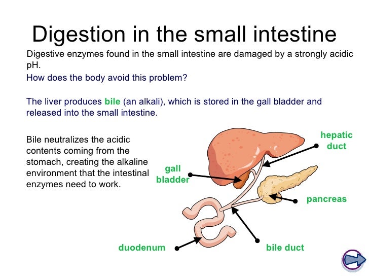 Enzymes and digestion