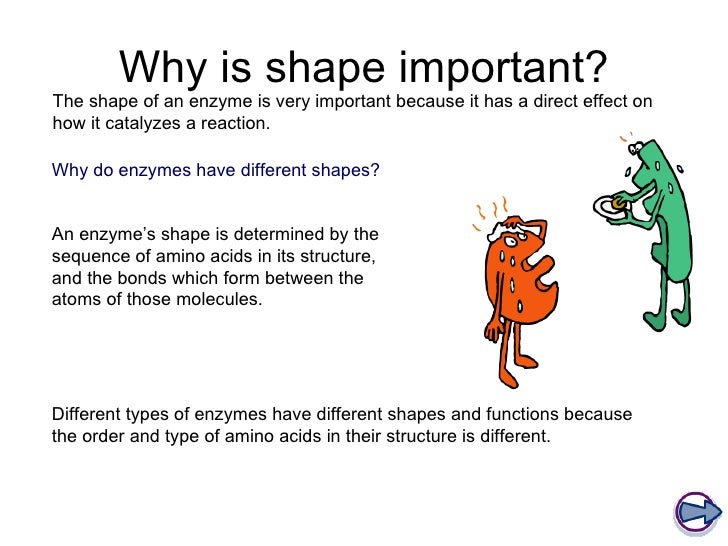 Enzymes and digestion
