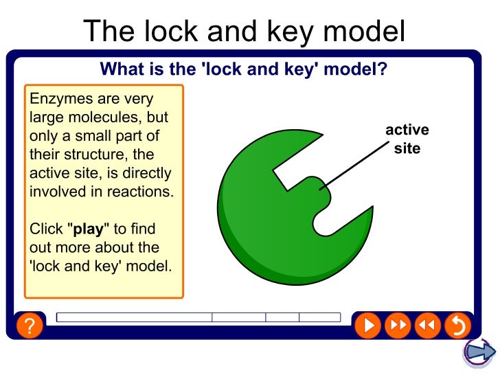 Enzymes and digestion2