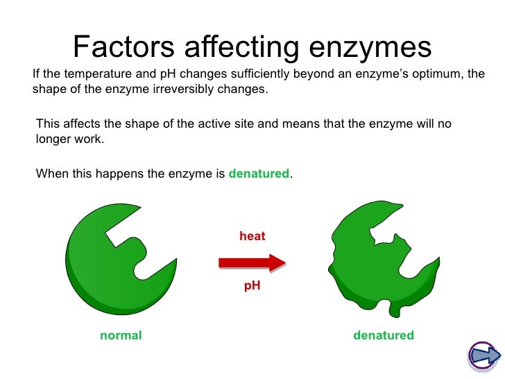 factors affecting the rate of enzyme Several factors influence the activity of enzymes in metabolic reactions: thermodynamics (temperature based changes), kinetics (movement), inhibition (chemical interference), cofactors (other molecules) can all play a role. factors affecting the rate of enzyme Several factors influence the activity of enzymes in metabolic reactions: thermodynamics (temperature based changes), kinetics (movement), inhibition (chemical interference), cofactors (other molecules) can all play a role.