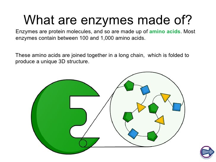 Enzymes and digestion2