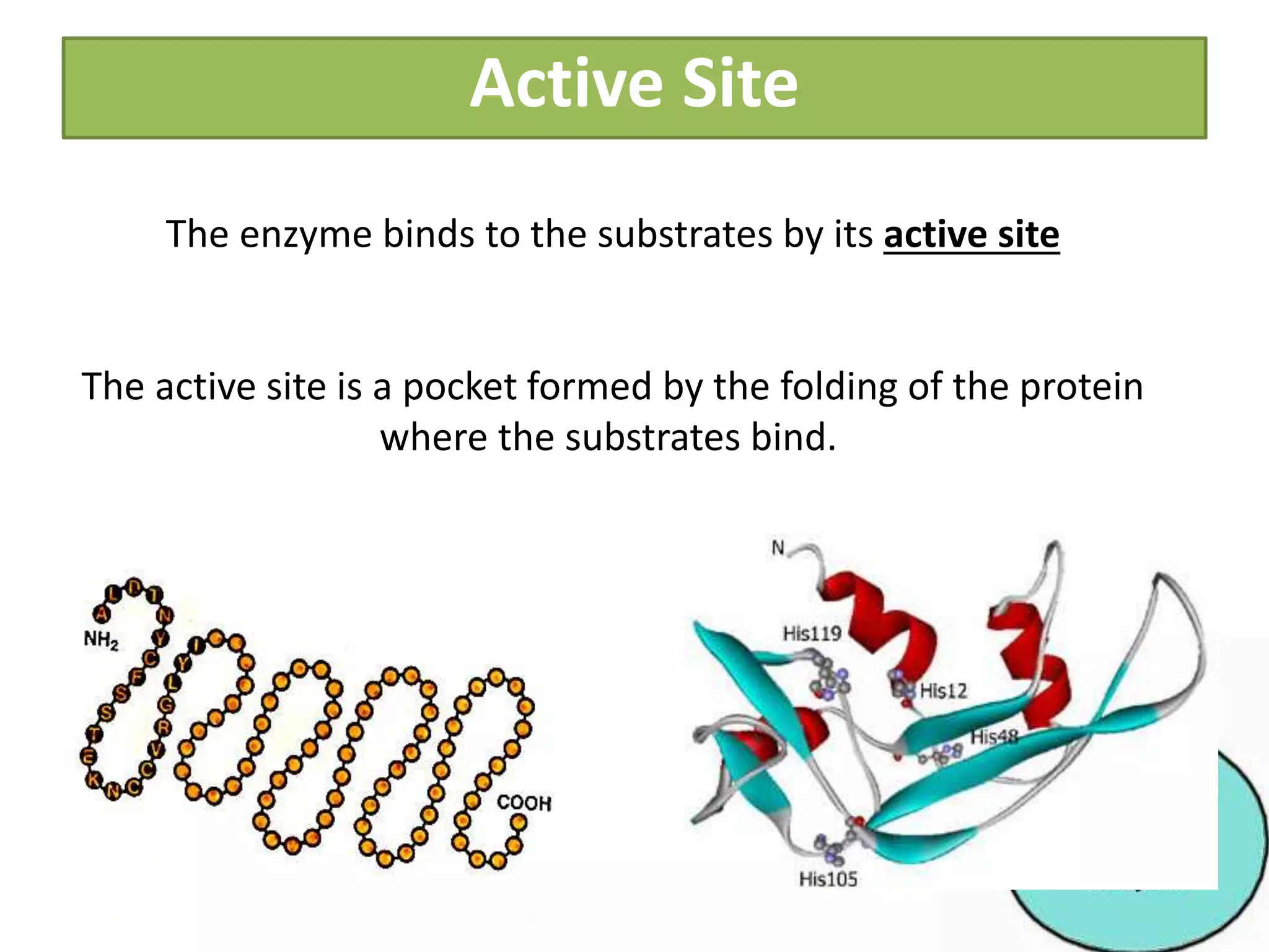 Enzymes and enzyme inhibition | PPTX