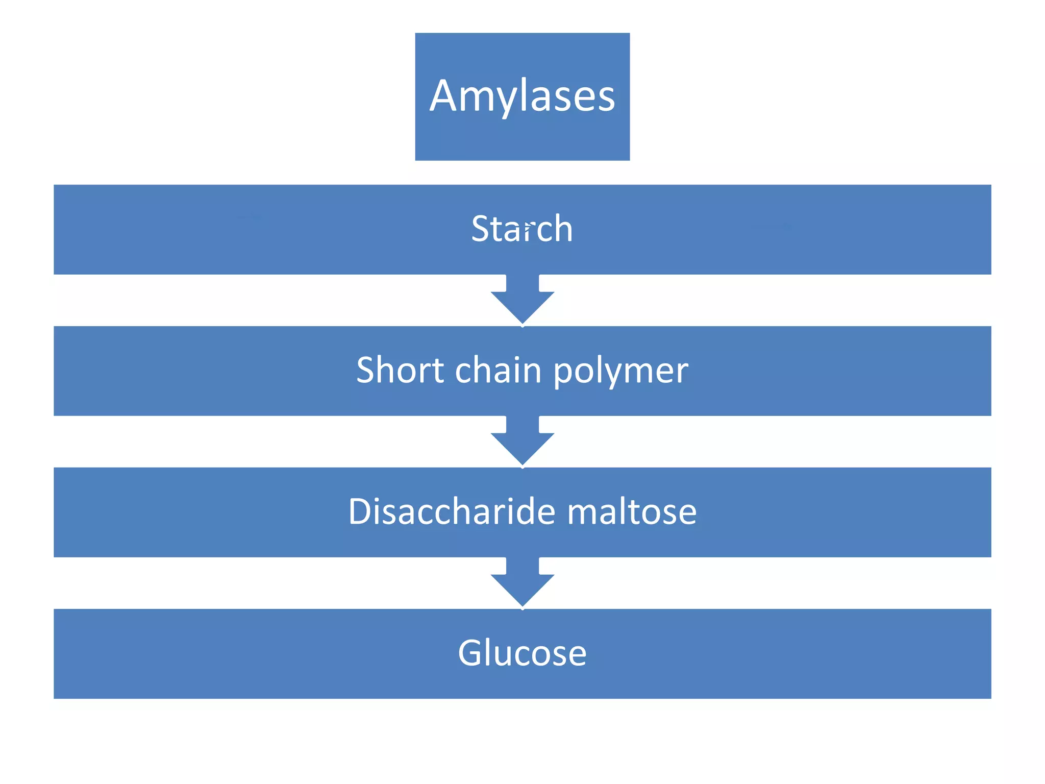 Amylases
Glucose
Disaccharide maltose
Short chain polymer
Starch
 