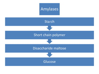 Amylases
Glucose
Disaccharide maltose
Short chain polymer
Starch
 