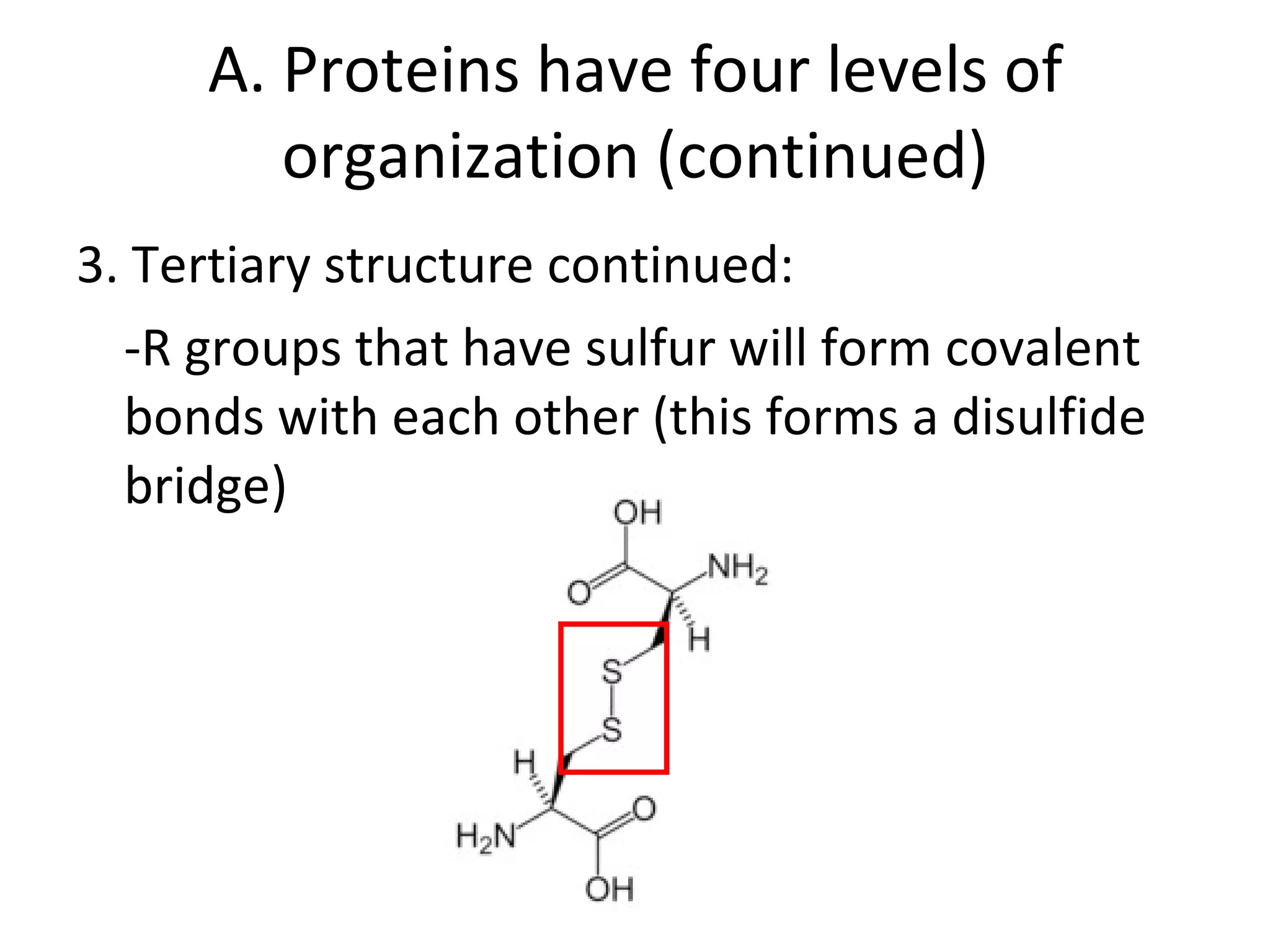Enzymes and Proteins PowerPoint | PPT