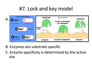 #7. Lock and key model A. B. Enzymes are substrate specific C. Enzyme specificity is determined by the active site  
