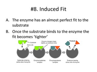 #8. Induced Fit The enzyme has an almost perfect fit to the substrate Once the substrate binds to the enzyme the fit becomes ‘tighter’ 