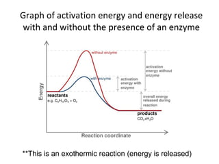 Graph of activation energy and energy release with and without the presence of an enzyme **This is an exothermic reaction (energy is released) 
