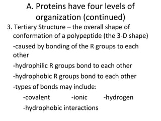 3. Tertiary Structure – the overall shape of conformation of a polypeptide (the 3-D shape) -caused by bonding of the R groups to each other -hydrophilic R groups bond to each other -hydrophobic R groups bond to each other -types of bonds may include: -covalent -ionic -hydrogen -hydrophobic interactions A. Proteins have four levels of organization (continued) 