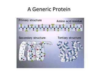 A Generic Protein 