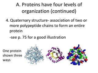 4. Quaternary structure- association of two or more polypeptide chains to form an entire protein -see p. 75 for a good illustration A. Proteins have four levels of organization (continued) One protein shown three ways 