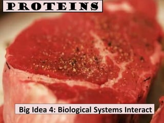 Proteins
Big Idea 4: Biological Systems Interact
 