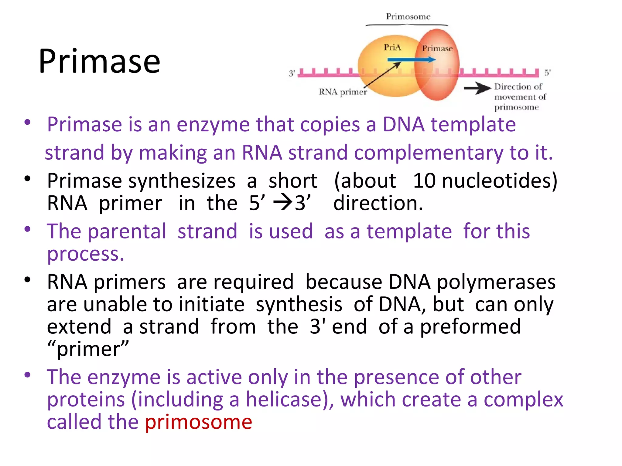 Enzymes and proteins in dna replication | PPT