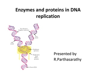 Enzymes and proteins in DNA
        replication




               Presented by
               R.Parthasarathy
 