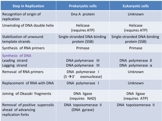 Enzymes and proteins in dna replication