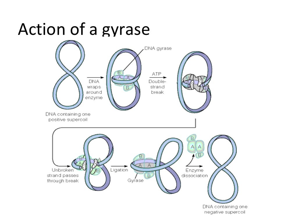 Enzymes and proteins in dna replication