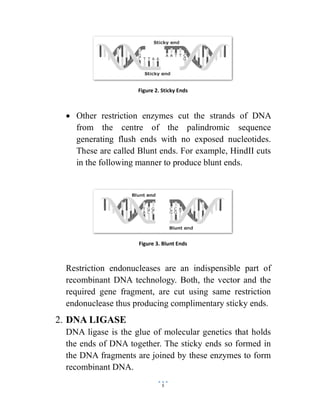  Other restriction enzymes cut the
from the centre of the palindromic sequence
generating flush ends with no exposed nucleotides.
These are called Blunt ends. For example, HindII cuts
in the following manner to produce blunt ends.
Restriction endonucleases are an indispensible part of
recombinant DNA technology. Both, the vector and the
required gene fragment, are cut using same restriction
endonuclease thus producing complimentary sticky ends.
2. DNA LIGASE
DNA ligase is the glue
the ends of DNA together.
the DNA fragments are joined by these enzymes to form
recombinant DNA.
5
Figure 2. Sticky Ends
Other restriction enzymes cut the strands of DNA
from the centre of the palindromic sequence
generating flush ends with no exposed nucleotides.
These are called Blunt ends. For example, HindII cuts
in the following manner to produce blunt ends.
Figure 3. Blunt Ends
Restriction endonucleases are an indispensible part of
recombinant DNA technology. Both, the vector and the
required gene fragment, are cut using same restriction
endonuclease thus producing complimentary sticky ends.
LIGASE
is the glue of molecular genetics that holds
the ends of DNA together. The sticky ends so formed in
the DNA fragments are joined by these enzymes to form
recombinant DNA.
strands of DNA
from the centre of the palindromic sequence
generating flush ends with no exposed nucleotides.
These are called Blunt ends. For example, HindII cuts
in the following manner to produce blunt ends.
Restriction endonucleases are an indispensible part of
recombinant DNA technology. Both, the vector and the
required gene fragment, are cut using same restriction
endonuclease thus producing complimentary sticky ends.
of molecular genetics that holds
The sticky ends so formed in
the DNA fragments are joined by these enzymes to form
 
