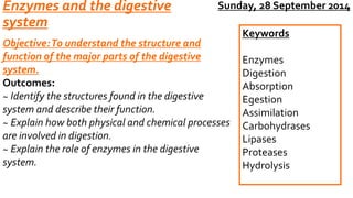 Enzymes and the digestive 
system 
Objective: To understand the structure and 
function of the major parts of the digestive 
system. 
Outcomes: 
~ Identify the structures found in the digestive 
system and describe their function. 
~ Explain how both physical and chemical processes 
are involved in digestion. 
~ Explain the role of enzymes in the digestive 
system. 
Sunday, 28 September 2014 
Keywords 
Enzymes 
Digestion 
Absorption 
Egestion 
Assimilation 
Carbohydrases 
Lipases 
Proteases 
Hydrolysis 
 