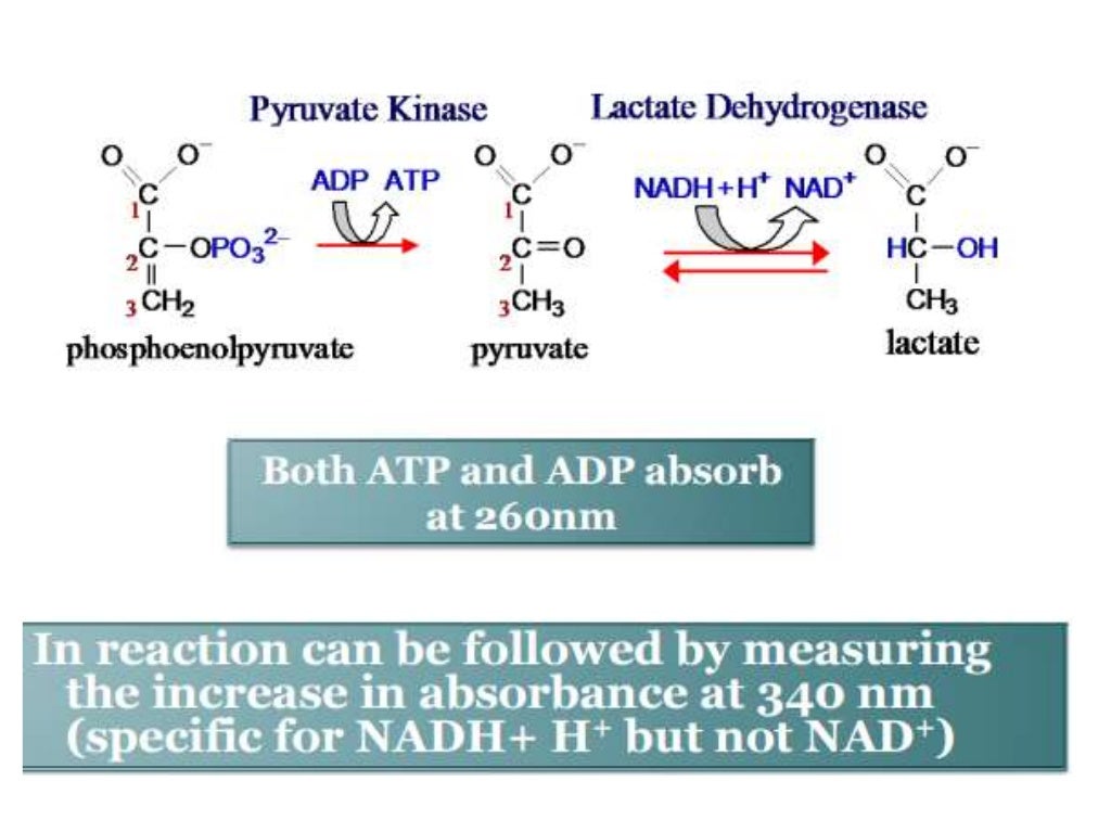 Enzymes assay ppt Best