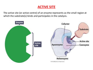 Enzymes b.pharm | PPTX