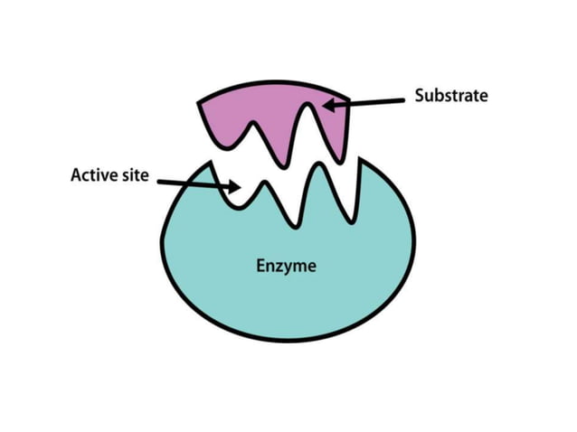 Enzymes b pharm PPT