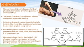 2) GLYCOGEN
 Glycogen is a multi-branched polysaccharide of
glucose that serves as a form of energy storage in
animals and fungi.
 The polysaccharide structure represents the main
storage form of glucose in the body.
 In humans, glycogen is made and stored primarily in
the cells of the liver and the muscles, and functions as
the secondary long-term energy storage
 branched biopolymer consisting of linear chains of
glucose residues with further chains branching off every
8 to 12 glucoses or so.
 Glucoses are linked together linearly by α(1→4)
glycosidic bonds from one glucose to the next.
Branches are linked to the chains from which they are
branching off by α(1→6) glycosidic bonds.
 
