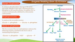 Glycogen Phosphorylase
It catalyzes phosphorolytic cleavage of the a(1,4)
glycosidic linkages of glycogen, releasing glucose-1-
phosphate as the reaction product. It requires PLP as
cofactor & allosterically inhibited by chloroindole-
carboxamides.
Phosphoglucomutase
It catalyzes the reversible reaction:
Glucose-1-phosphate Glucose-6-phosphate
The liver enzyme Glucose-6-phosphatase catalyzes the
following reaction, essential to the liver's role in
maintaining blood glucose
Glucose-6-phosphate + H2O glucose + Pi
Glucose-6-phosphatase
Enzymes breaking down GLYCOGEN
 