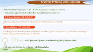 Enzymes breaking down Cellulose
Three general types of cellulases based on the type of reaction catalyzed:
Participates in the hydrolysis of the 1,4-beta-D-glycosidic linkages in cellulose
 Endocellulases (EC 3.2.1.4)
They randomly cleave internal bonds at amorphous sites that create new chain ends
 Exocellulases (EC 3.2.1.91)
Cellobiohydrolases cleave two to four units from the ends of the exposed chains produced by endocellulase, resulting in
tetrasaccharides or disaccharides, such as cellobiose
work processively from the nonreducing end of cellulose chain.I II
work processively from the reducing end of the cellulose
chain
 