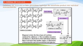 Cellobiases (EC 3.2.1.21) or beta-glucosidases hydrolyse the exocellulase product into individual
monosaccharides.
 Cellobiase (EC 3.2.1.2.1)
 