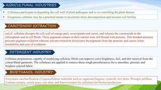  Exogenous cellulase may be a potential means to accelerate straw decomposition and increase soil fertility
 Cellulases participate in degrading the cell wall of plant pathogens and so in controlling the plant disease
AGRICULTURAL INDUSTRIES
use of cellulase disrupts the cell wall of orange peel, sweet potato and carrot, and releases the carotenoids in the
chloroplasts and in cell fluids. These pigments remain in their natural state still bound with proteins. This bonded structure
prevents pigment oxidation whereas solvent extraction dissociates the pigments from the proteins and causes water
insolubility and ease of oxidation.
Cellulase preparations capable of modifying cellulose fibrils can improve color brightness, feel, and dirt removal from the
cotton blend garments. The cellulases are applied to remove these rough protuberances for a smoother, glossier, and
brighter-colored fabric
BIOETHANOL INDUSTRY
Enzymatic saccharification of lignocellulosic materials such as sugarcane bagasse, corncob, rice straw, Prosopis juliflora,
Lantana camara, switch grass, saw dust, and forest residues by cellulases for biofuel production
CAROTENOID EXTRACTION
DETERGENT INDUSTRY
 