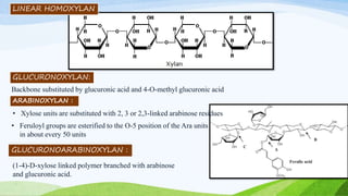 LINEAR HOMOXYLAN
Backbone substituted by glucuronic acid and 4-O-methyl glucuronic acid
• Feruloyl groups are esterified to the O-5 position of the Ara units
in about every 50 units
ARABINOXYLAN :
• Xylose units are substituted with 2, 3 or 2,3-linked arabinose residues
(1-4)-D-xylose linked polymer branched with arabinose
and glucuronic acid.
GLUCURONOXYLAN:
GLUCURONOARABINOXYLAN :
 