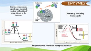 ENZYMES
Enzymes lower activation energy of reactions
Enzyme promotes and
speeds up a chemical
reaction without itself
being altered in the
process.
Naturally occurring
biocatalysts
 