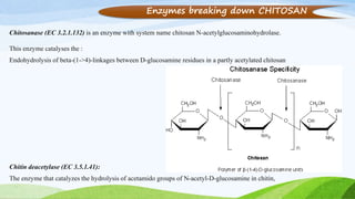 Enzymes breaking down CHITOSAN
Chitosanase (EC 3.2.1.132) is an enzyme with system name chitosan N-acetylglucosaminohydrolase.
This enzyme catalyses the :
Endohydrolysis of beta-(1->4)-linkages between D-glucosamine residues in a partly acetylated chitosan
Chitin deacetylase (EC 3.5.1.41):
The enzyme that catalyzes the hydrolysis of acetamido groups of N-acetyl-D-glucosamine in chitin,
 
