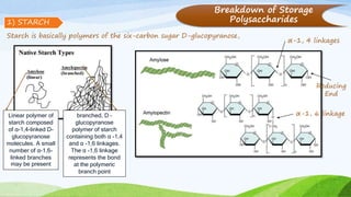 Breakdown of Storage
Polysaccharides1) STARCH
Starch is basically polymers of the six-carbon sugar D-glucopyranose,
Linear polymer of
starch composed
of α-1,4-linked D-
glucopyranose
molecules. A small
number of α-1,6-
linked branches
may be present
branched, D –
glucopyranose
polymer of starch
containing both α -1,4
and α -1,6 linkages.
The α -1,6 linkage
represents the bond
at the polymeric
branch point
α-1, 6 linkage
α-1, 4 linkages
Reducing
End
 