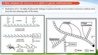  Beta-amylase (EC 3.2.1.2,) 1,4-alpha-D-glucan maltohydrolase
 Hydrolysis of (1->4)-alpha-D-glucosidic linkages in polysaccharides so as to remove successive maltose units
from the non-reducing ends of the chain
 