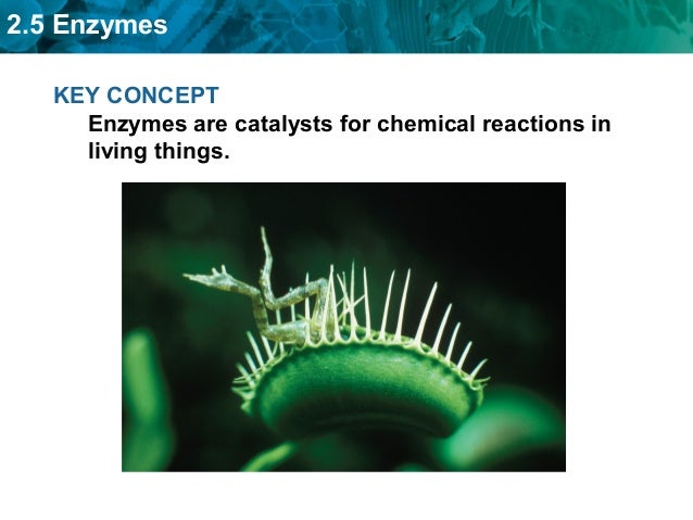 How To Change A Door Knob >> Enzymes & Chemical Rxn Notes How To Change A Door Knob >> Enzymes & Chemical Rxn Notes