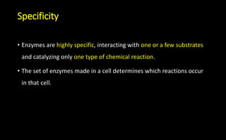 Specificity
• Enzymes are highly specific, interacting with one or a few substrates
and catalyzing only one type of chemical reaction.
• The set of enzymes made in a cell determines which reactions occur
in that cell.
 