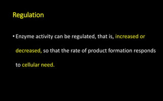 Regulation
• Enzyme activity can be regulated, that is, increased or
decreased, so that the rate of product formation responds
to cellular need.
 