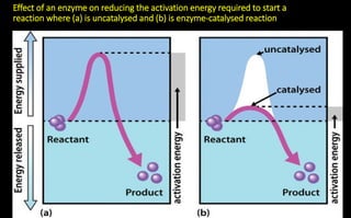 Effect of an enzyme on reducing the activation energy required to start a
reaction where (a) is uncatalysed and (b) is enzyme-catalysed reaction
 