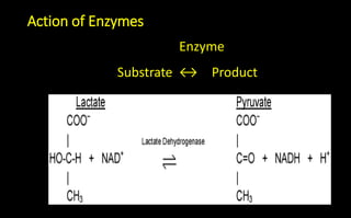 Enzyme
Substrate ↔ Product
Action of Enzymes
 