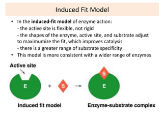 Induced Fit Model
• In the induced-fit model of enzyme action:
- the active site is flexible, not rigid
- the shapes of the enzyme, active site, and substrate adjust
to maximumize the fit, which improves catalysis
- there is a greater range of substrate specificity
• This model is more consistent with a wider range of enzymes
 