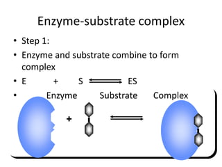 Enzyme-substrate complex
• Step 1:
• Enzyme and substrate combine to form
complex
• E + S ES
• Enzyme Substrate Complex
+
 