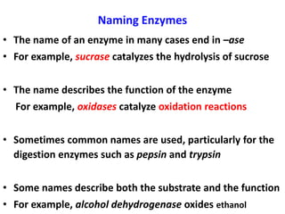 Naming Enzymes
• The name of an enzyme in many cases end in –ase
• For example, sucrase catalyzes the hydrolysis of sucrose
• The name describes the function of the enzyme
For example, oxidases catalyze oxidation reactions
• Sometimes common names are used, particularly for the
digestion enzymes such as pepsin and trypsin
• Some names describe both the substrate and the function
• For example, alcohol dehydrogenase oxides ethanol
 