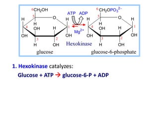 H O
OH
H
OH
H
OH
CH2OH
H
OH
H H O
OH
H
OH
H
OH
CH2OPO3
2
H
OH
H
2
3
4
5
6
1 1
6
5
4
3 2
ATP ADP
Mg2+
glucose glucose-6-phosphate
Hexokinase
1. Hexokinase catalyzes:
Glucose + ATP  glucose-6-P + ADP
 