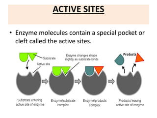 ACTIVE SITES
• Enzyme molecules contain a special pocket or
cleft called the active sites.
 