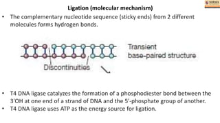 Enzymes for gene cloning.pptx