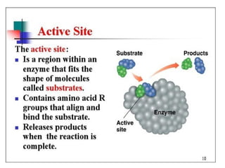 Enzyme Active Site
• Amino acid side chains interact, metal ions,
• Various types of polar, non-polar, ionic interactions
 