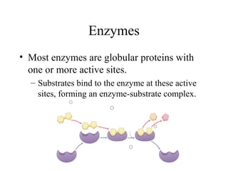 Enzymes
• Most enzymes are globular proteins with
one or more active sites.
– Substrates bind to the enzyme at these active
sites, forming an enzyme-substrate complex.
 